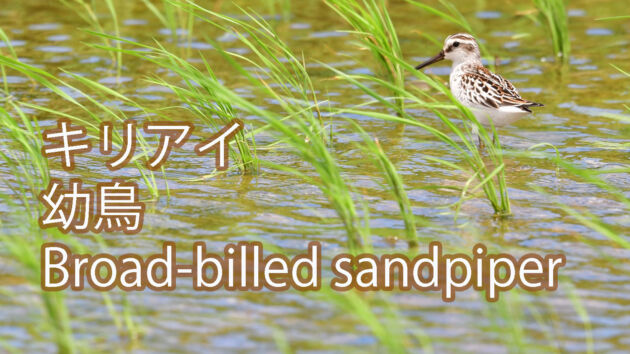 【かわいい幼鳥】キリアイ Broad billed sandpiper