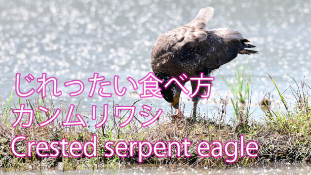 【じれったい！！】食事中のカンムリワシ Crested serpent eagle