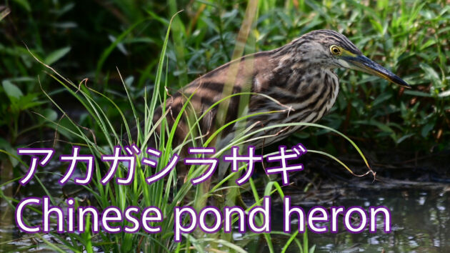 【ジャワアカガシラサギからアカガシラサギへ】アカガシラサギに入れ替わる！？Chinese pond heron