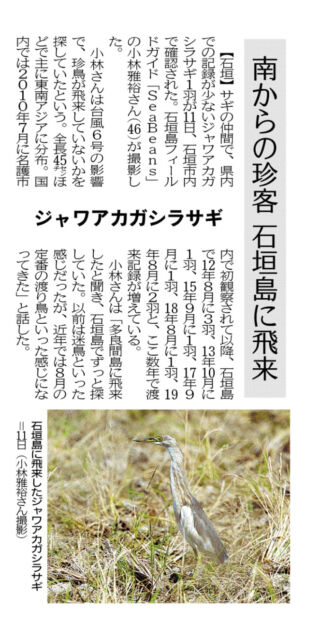 沖縄タイムス朝刊「南からの珍客 石垣島に飛来 ジャワアカガシラサギ」