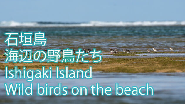 石垣島海辺の野鳥たち  Ishigaki IslandWild birds on the beach