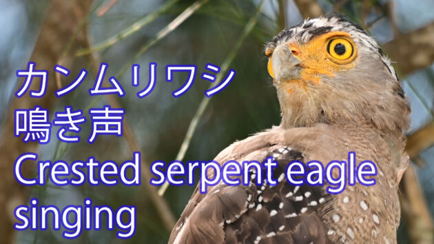 【鳴き声】カンムリワシ  Crested serpent eagle singing