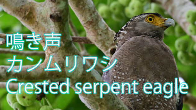 【鳴き声】カンムリワシ 縄張り鳴き  Crested serpent eagle