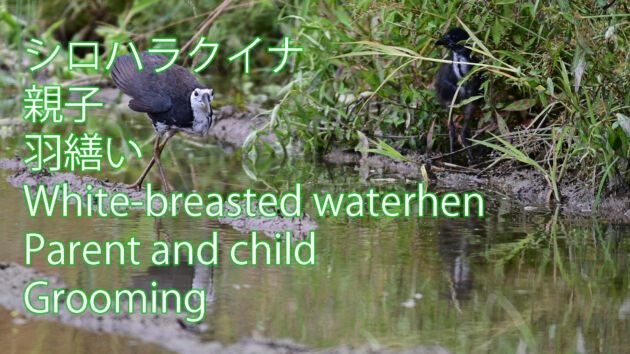 【可愛いシロハラクイナ】シロハラクイナ 親子 羽繕い White breasted waterhen Parent and child Grooming