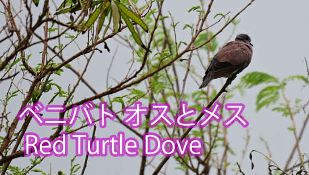 【秋は出会いが多数！！】 ベニバト オスとメス　 Red Turtle Dove