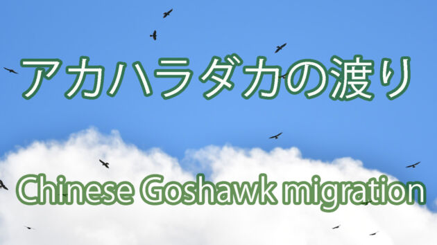 【秋の鷹の渡り】 アカハラダカの渡り Chinese Goshawk migration