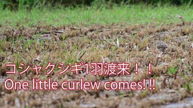 【台風のお土産！？】コシャクシギ Little curlew