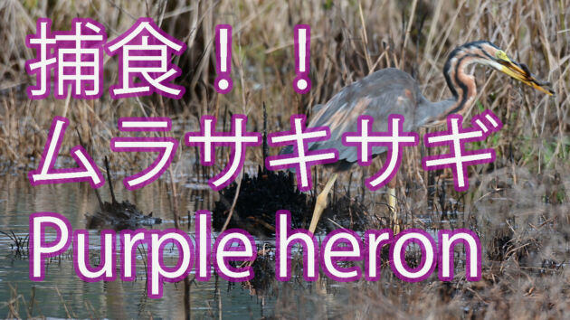 【捕食】 ムラサキサギ  Purple heron