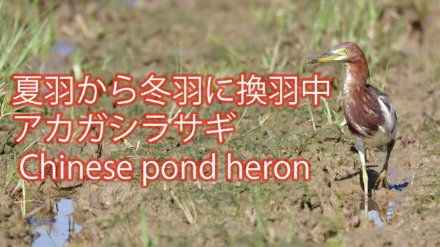 【夏羽から冬羽に換羽中！！】アカガシラサギ Chinese pond heron