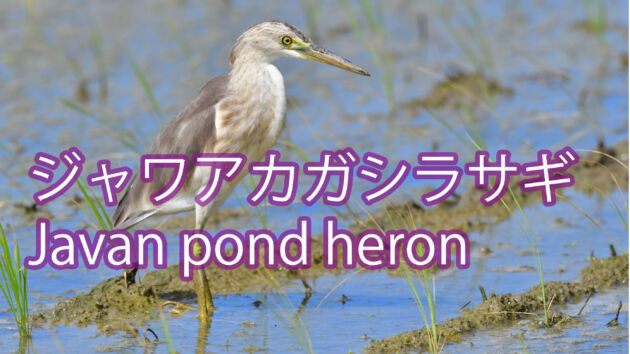 今期観察個体2羽目と3羽目と4羽目のジャワアカガシラサギ！！Javan pond heron