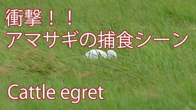 【衝撃の捕食！！】 まさかアマサギがソレを食べるなんて！！ Cattle egret