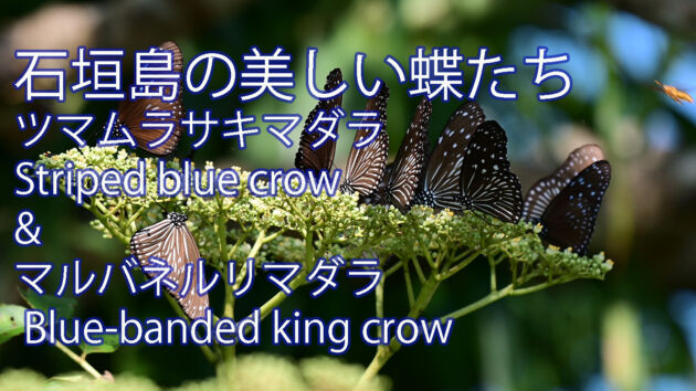 【石垣島の美しい蝶たち】ツマムラサキマダラ＆マルバネルリマダラ Striped blue crow&Blue banded king crow