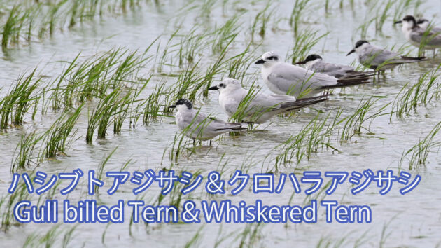 【台風通過後の出会い！！】ハシブトアジサシ＆クロハラアジサシ Gull billed Tern＆Whiskered Tern