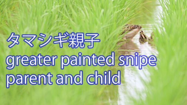 【お父さん子育て中！！】 タマシギ　親子 Greater painted snipe parent and child