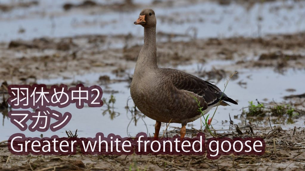 動画２本【羽休め中】 マガン  Greater white fronted goose