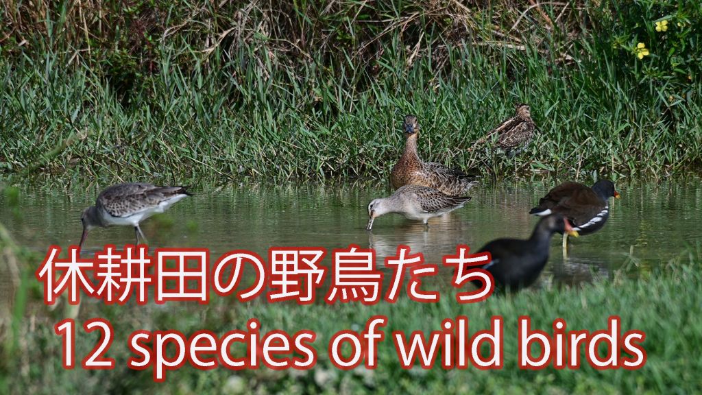 【１２種類！】休耕田の野鳥たち 12 species of wild birds