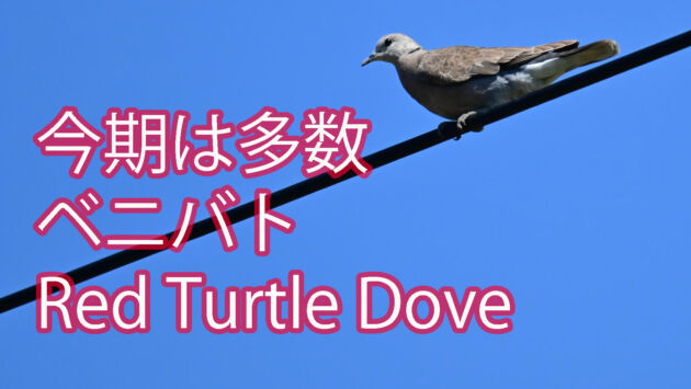 【電線に勢揃い】今期は多数 ベニバト Red Turtle Dove