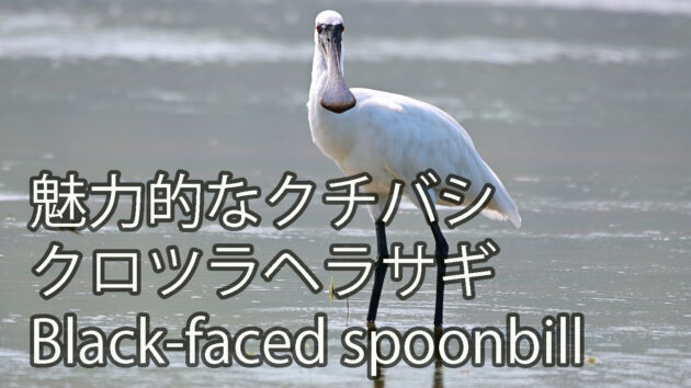 【魅力的なクチバシ】クロツラヘラサギ Black-faced spoonbill