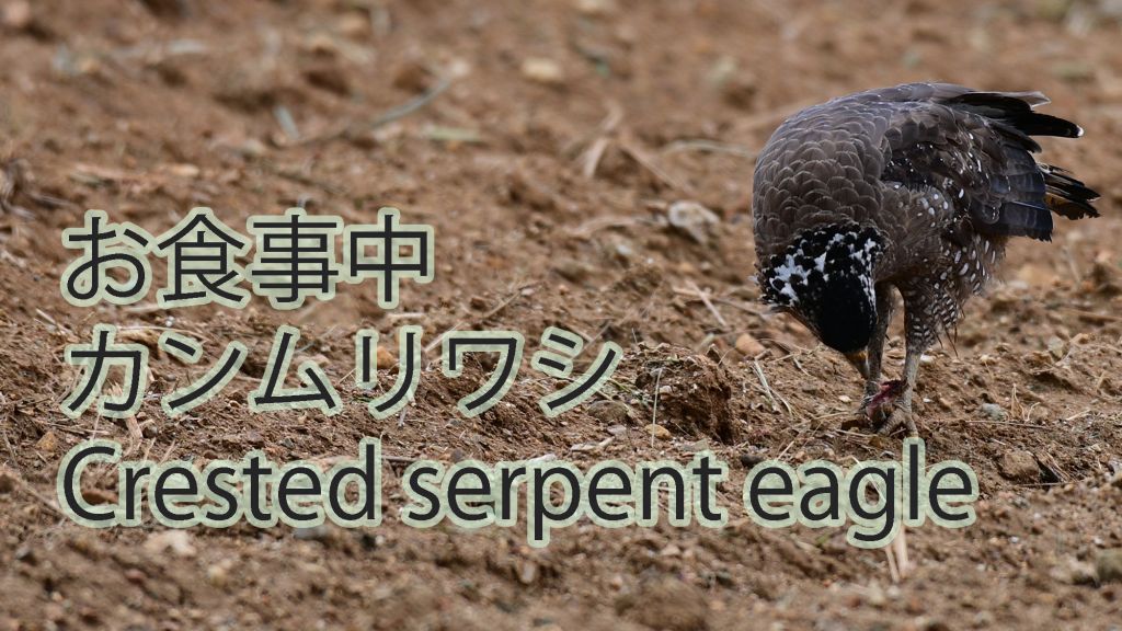 【お食事中】カンムリワシ Crested serpent eagle