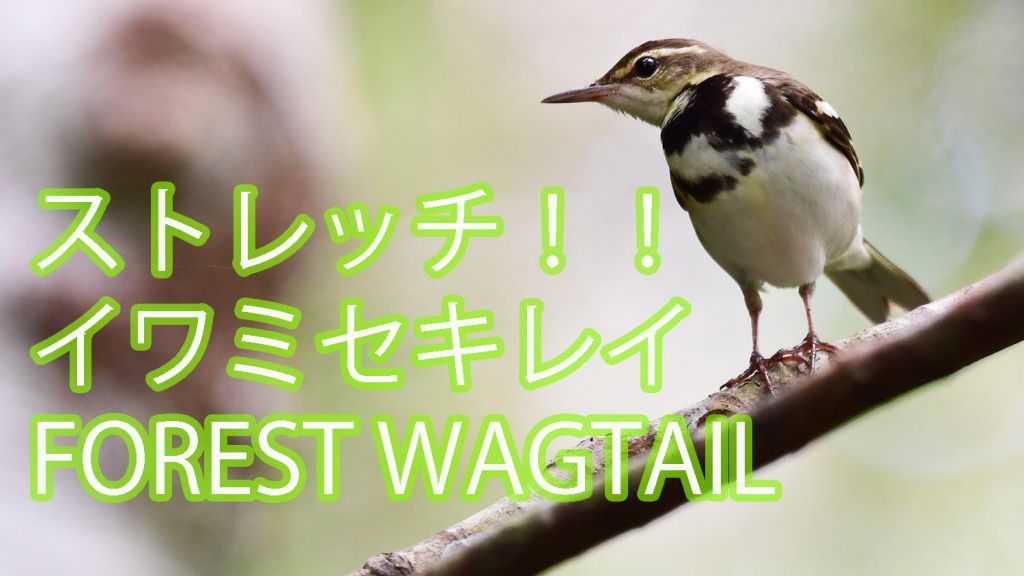 【ストレッチ】イワミセキレイ FOREST WAGTAIL