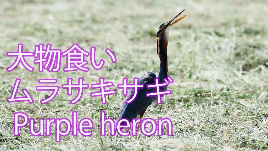 【大物食い】 ムラサキサギ Purple heron