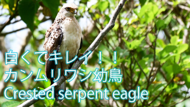 【白くてキレイ！！】今年生まれのカンムリワシ幼鳥 Crested serpent eagle
