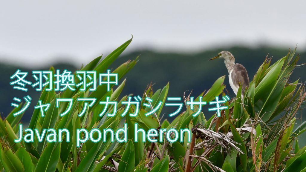 【冬羽換羽中】ジャワアカガシラサギ Javan pond heron