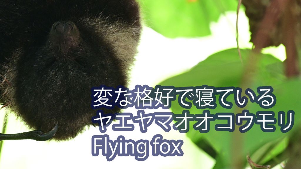 【変な格好！？】お休み中のヤエヤマオオコウモリ Flying fox