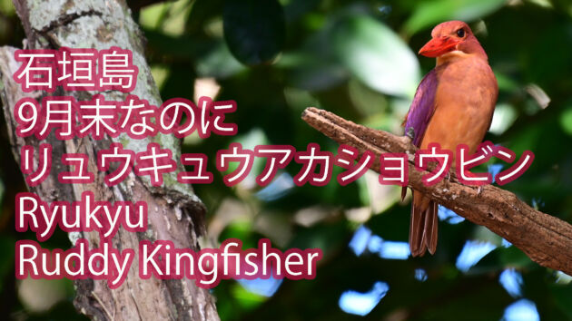 【驚きの出会い！！】リュウキュウアカショウビン  Ryukyu Ruddy Kingfisher