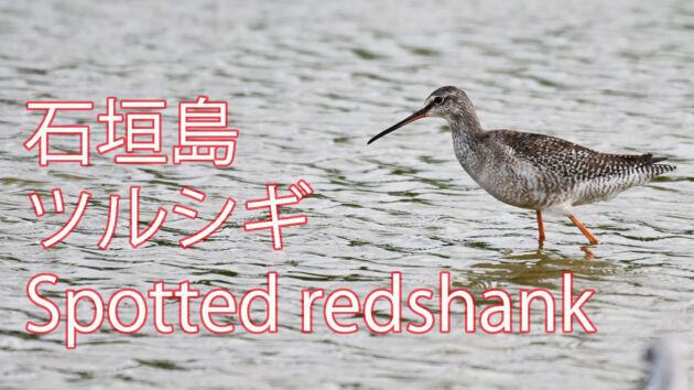 【アカアシシギに似ている！？】ツルシギ Spotted redshank