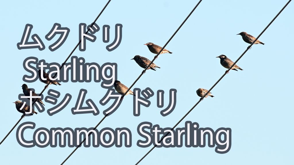 【混群】 ムクドリ Starling  ホシムクドリ Common Starling