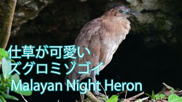 【仕草が可愛い】ズグロミゾゴイ Malayan Night Heron