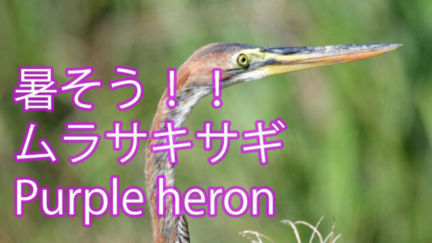 【暑そう！！】ムラサキサギ Purple heron
