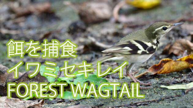【餌を捕食】イワミセキレイ FOREST WAGTAIL