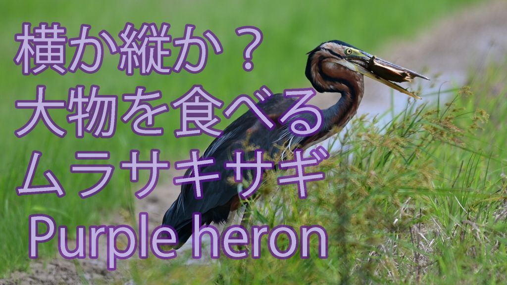 【横か縦か？】大物を食べるムラサキサギ Purple heron