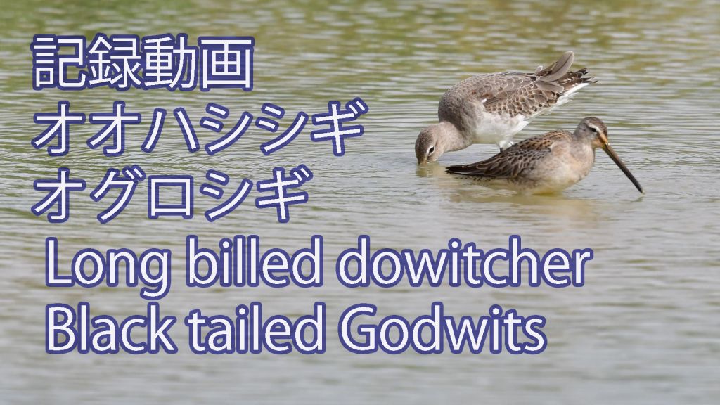 【記録動画】 オオハシシギ &オグロシギ Long billed dowitcher & Black tailed Godwits