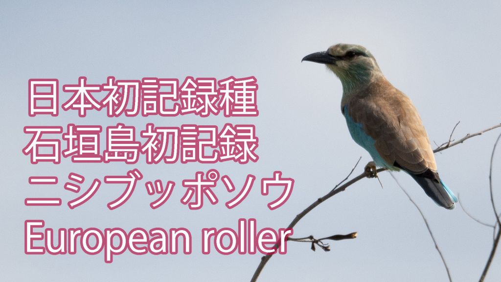 【日本初記録種（２例目）】 石垣島初記録 ニシブッポウソウ European roller