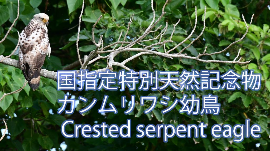 【国指定特別天然記念物】カンムリワシ幼鳥 Crested serpent eagle
