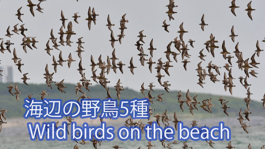 【海辺の野鳥たち】 海辺の野鳥5種　 Wild birds on the beach