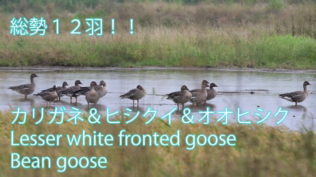 【総勢１２羽】 カリガネ＆ヒシクイ＆オオヒシク Lesser white fronted goose ＆Bean goose