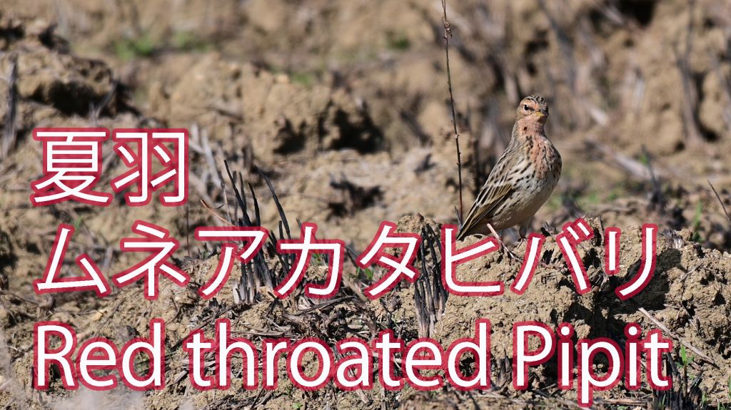 【冬だけど夏羽】 ムネアカタヒバリ Red throated Pipit
