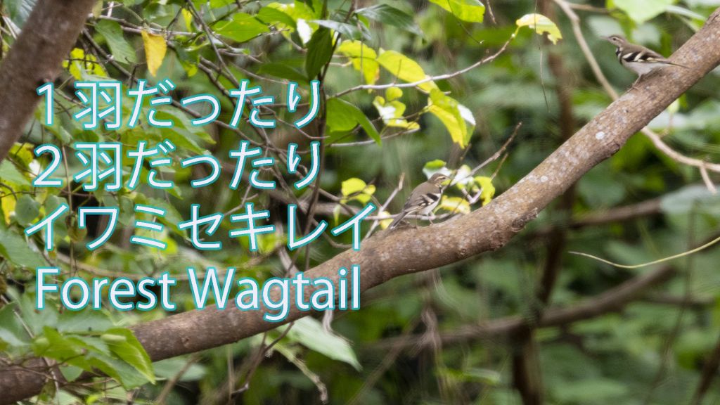 【1羽だったり2羽だったり】 イワミセキレイ  Forest Wagtail
