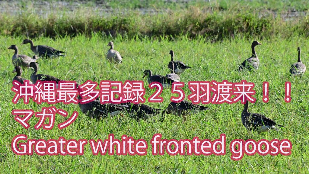 【25羽も渡来！！】 マガン Greater white fronted goose