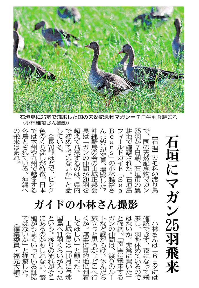 沖縄タイムス 11月9日朝刊「石垣にマガン２５羽飛来」