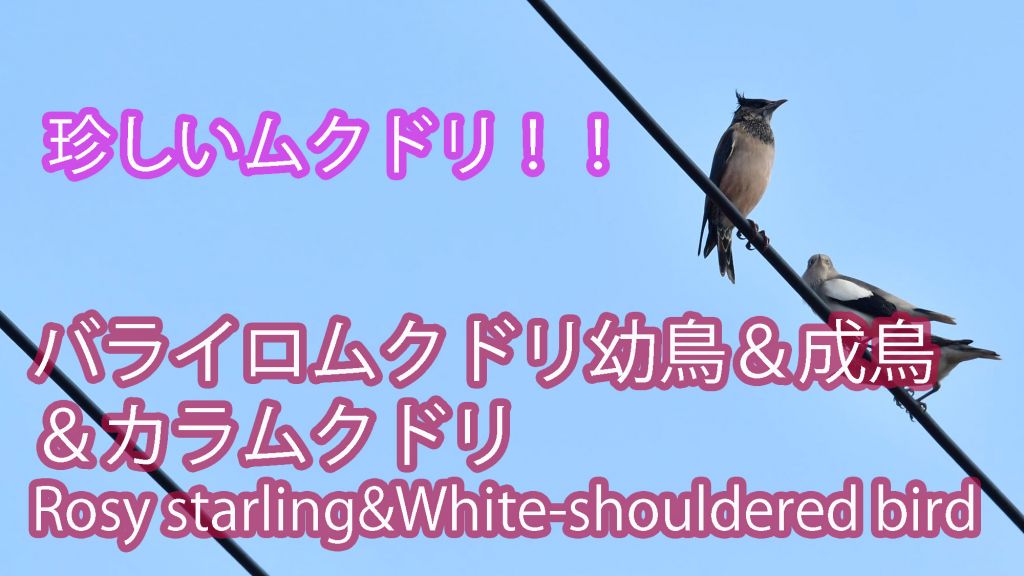 【珍しいムクドリ】バライロムクドリ幼鳥＆成鳥＆カラムクドリ Rosy starling&White-shouldered bird