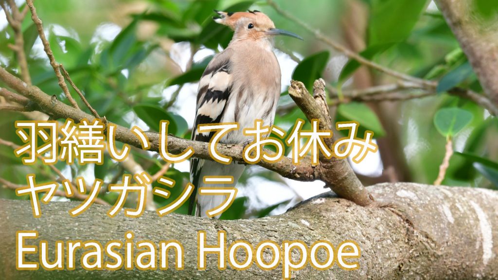 【羽繕いしてお休み】 ヤツガシラ Eurasian Hoopoe