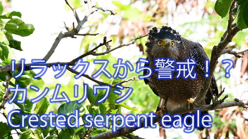 【リラックスから警戒】カンムリワシ Crested serpent eagle