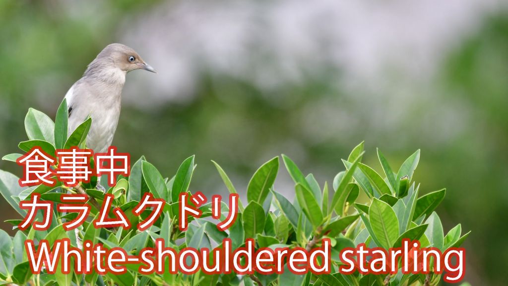 【食事中】 カラムクドリ White-shouldered starling