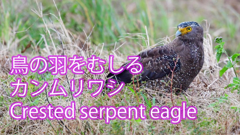 【鳥の羽をむしる】 カンムリワシ Crested serpent eagle