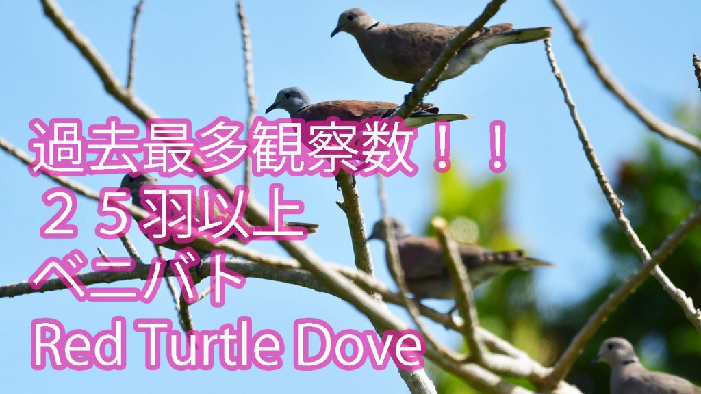 【過去最多観察数！！】２５羽以上の群れ ベニバトRed Turtle Dove